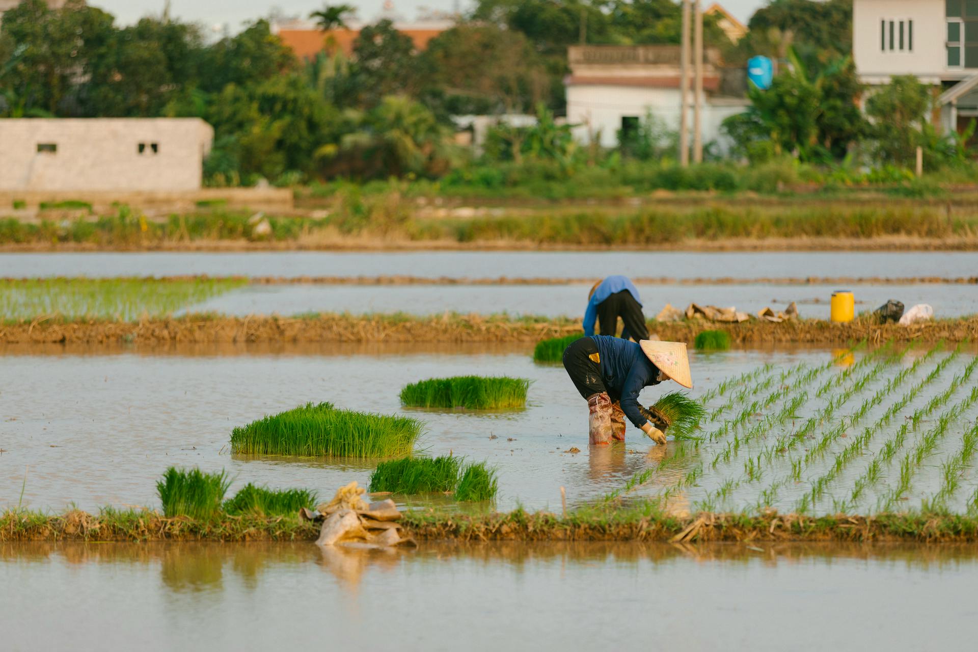 Cánh đồng, đồng ruộng, nông dân, làm lúa, field, paddy field, farmer, rice farming - HONG SON 7