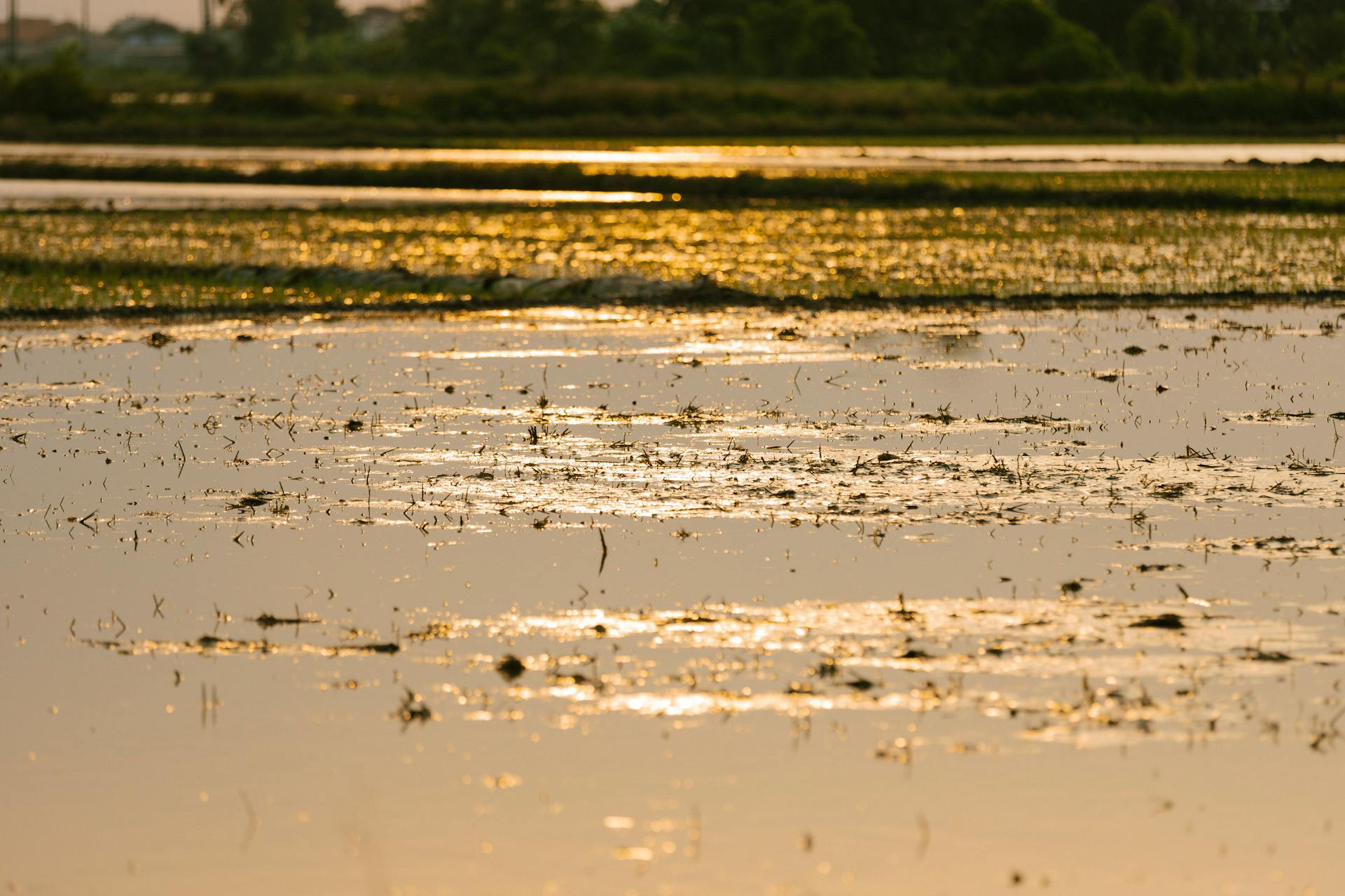 Cánh đồng, đồng ruộng, nông dân, làm lúa, field, paddy field, farmer, rice farming - HONG SON 1