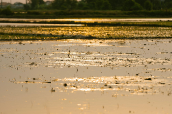 Cánh đồng, đồng ruộng, nông dân, làm lúa, field, paddy field, farmer, rice farming - HONG SON 1