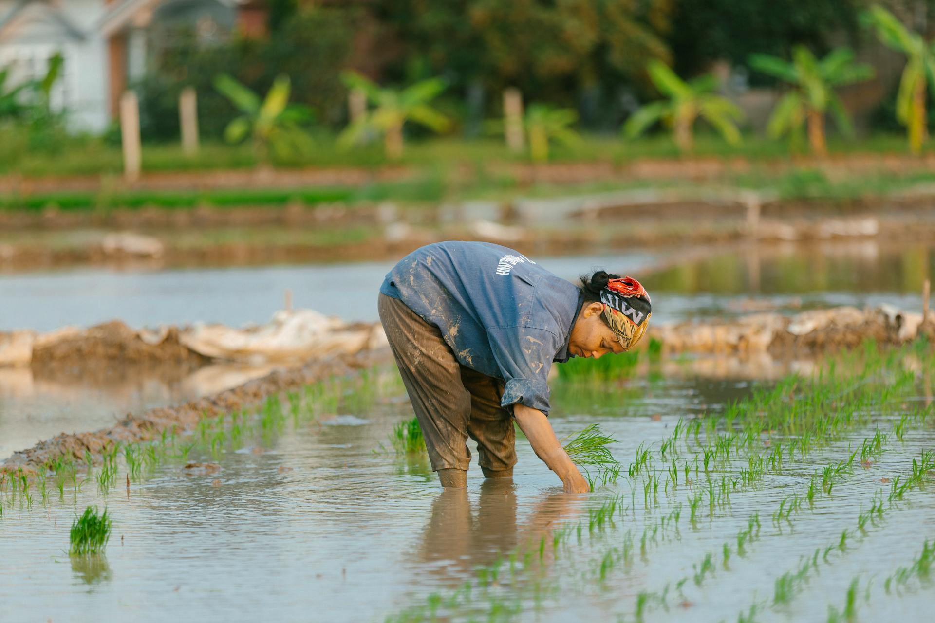Cánh đồng, đồng ruộng, nông dân, làm lúa, field, paddy field, farmer, rice farming - HONG SON 4