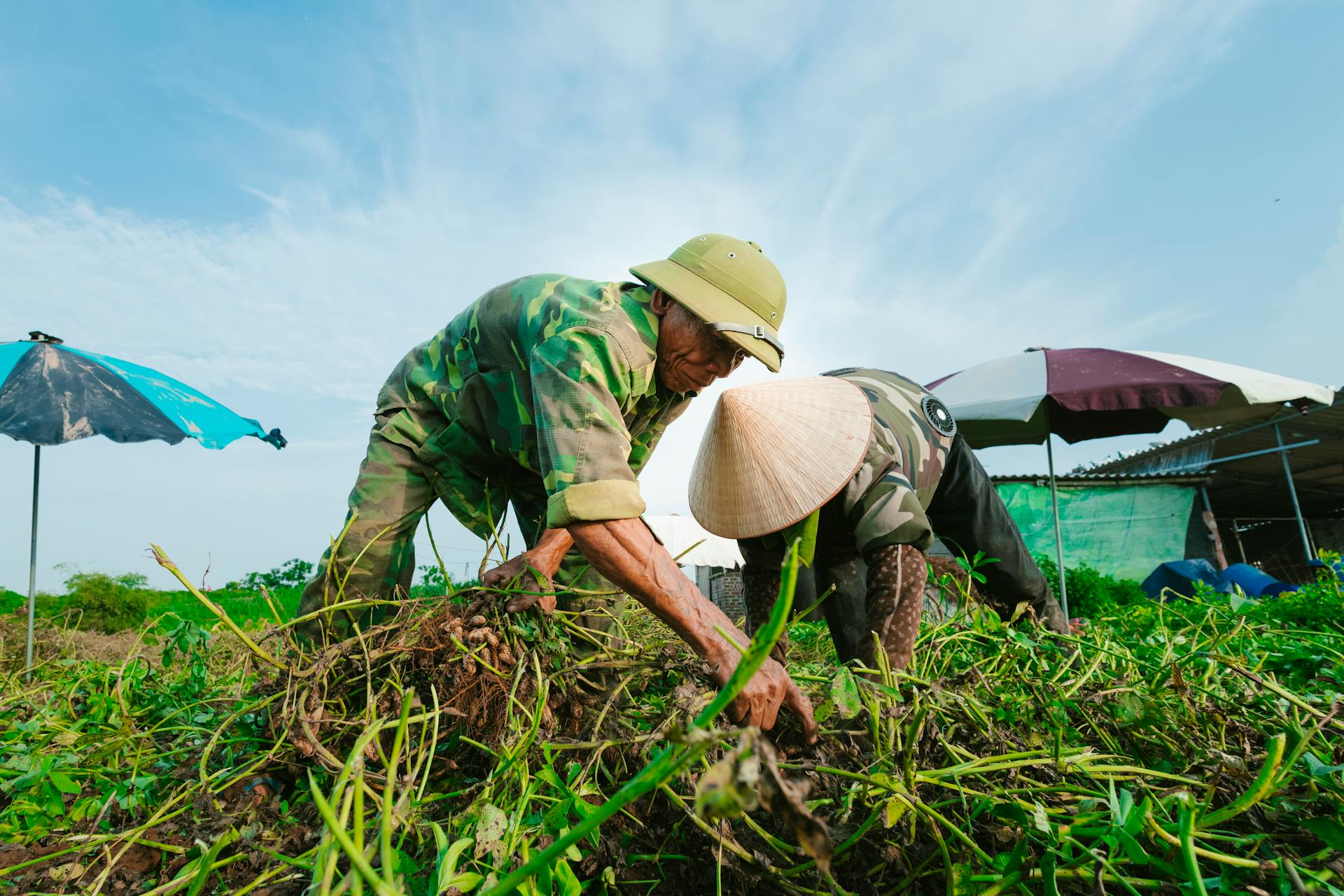 Nông dân, làm ruộng, cánh đồng, đậu phộng, farmer, farming, field, peanuts- HONG SON 11