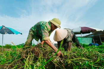 Nông dân, làm ruộng, cánh đồng, đậu phộng, farmer, farming, field, peanuts- HONG SON 11