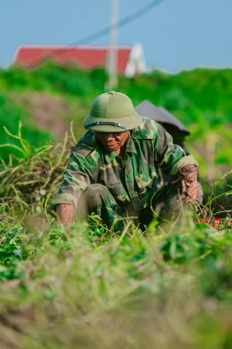 Nông dân, làm ruộng, cánh đồng, đậu phộng, farmer, farming, field, peanuts- HONG SON 12