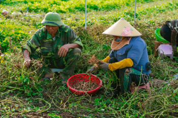 Nông dân, làm ruộng, cánh đồng, đậu phộng, farmer, farming, field, peanuts- HONG SON 13