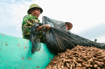 Nông dân, làm ruộng, cánh đồng, đậu phộng, farmer, farming, field, peanuts- HONG SON