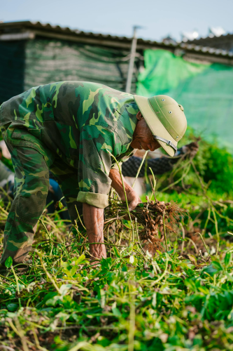 Nông dân, làm ruộng, cánh đồng, đậu phộng, farmer, farming, field, peanuts- HONG SON 5