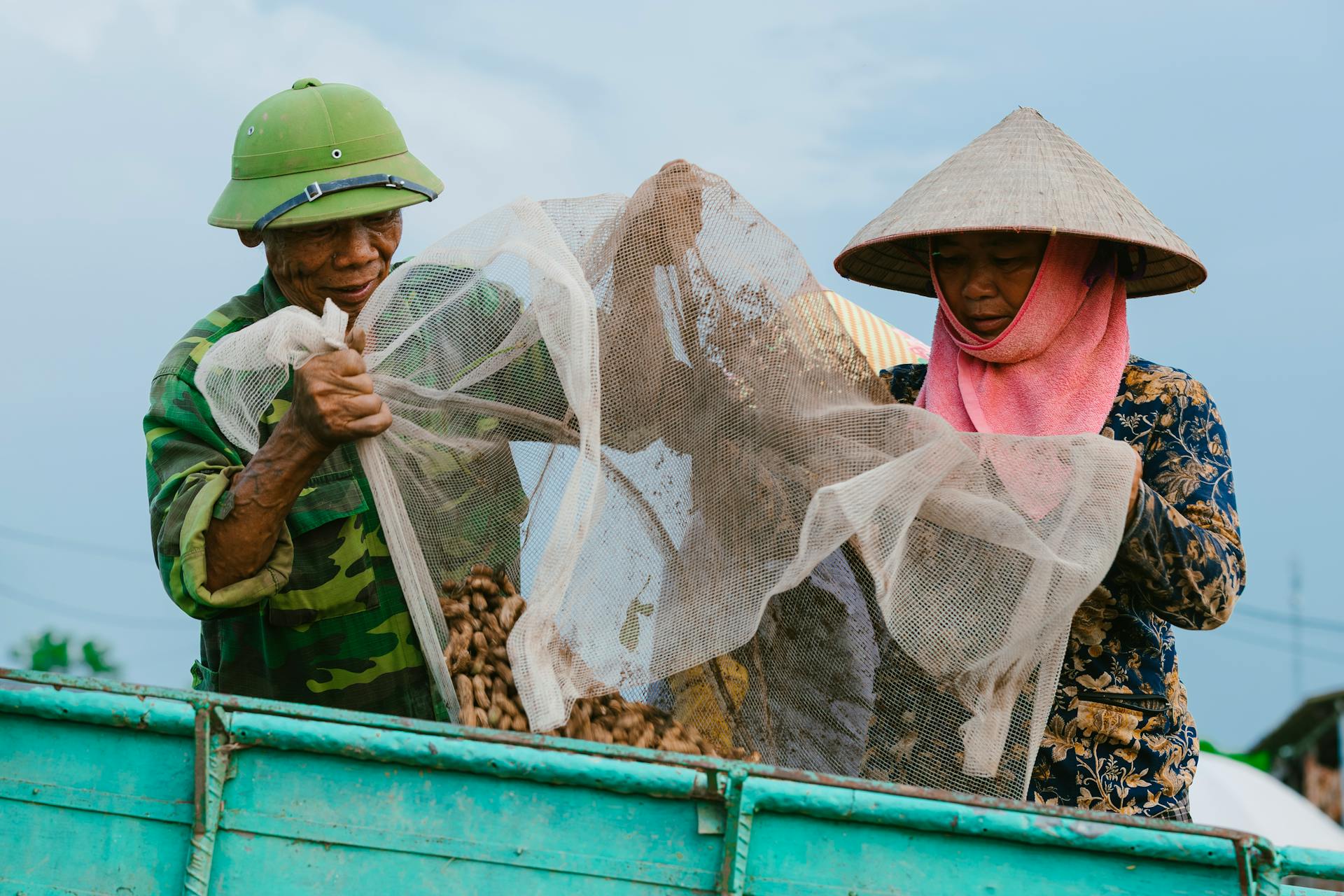 Nông dân, làm ruộng, cánh đồng, đậu phộng, farmer, farming, field, peanuts- HONG SON 10