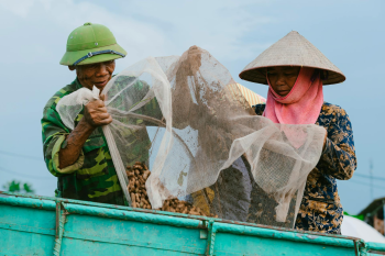 Nông dân, làm ruộng, cánh đồng, đậu phộng, farmer, farming, field, peanuts- HONG SON 10