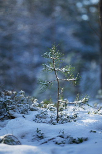 Giáng sinh, cây thông, tuyết, lạnh giá, màu đông, pine trees, snow, cold, winter -  Lauri Poldre