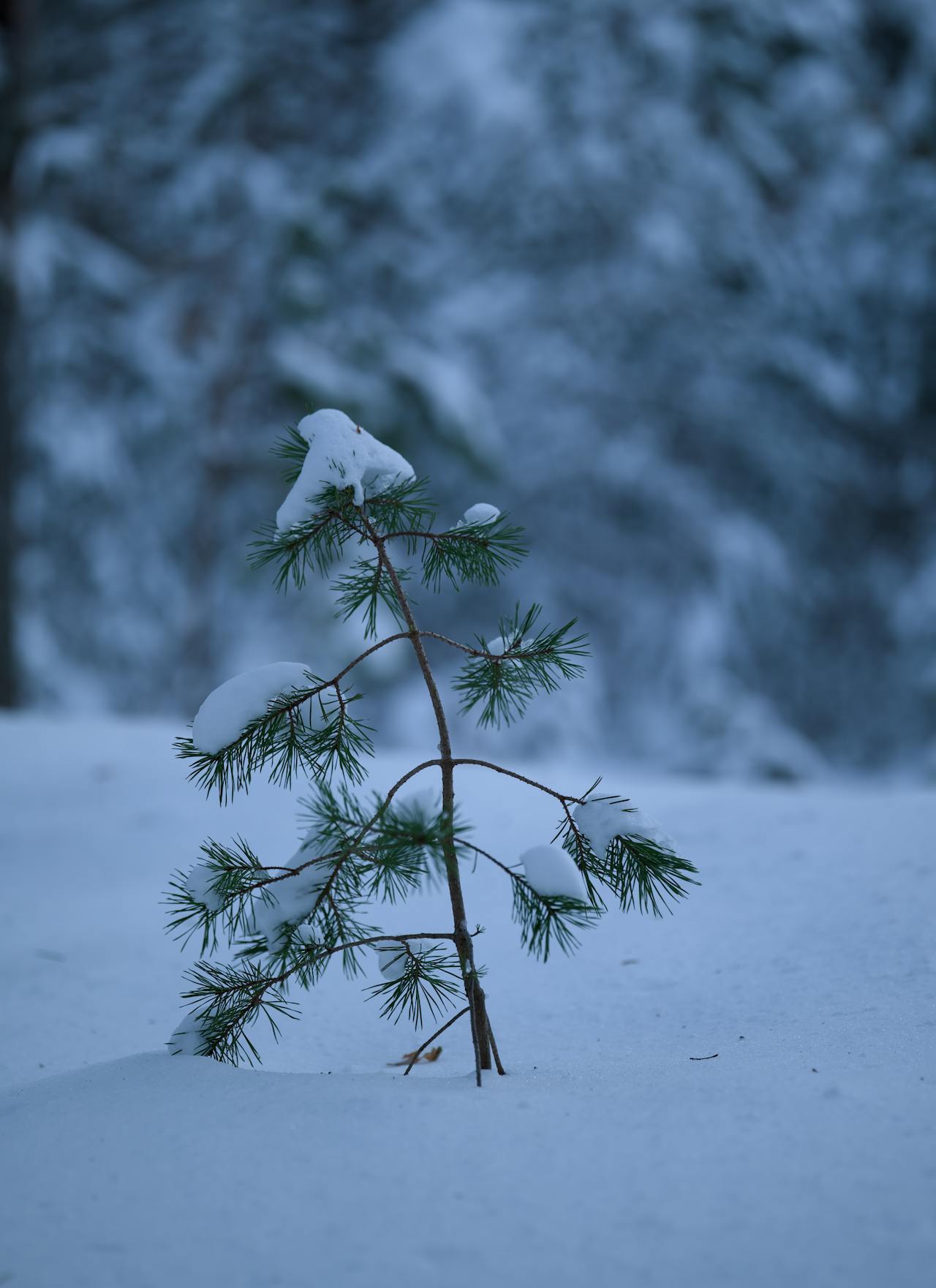 Giáng sinh, cây thông, tuyết, lạnh giá, màu đông, pine trees, snow, cold, winter - Lauri Poldre