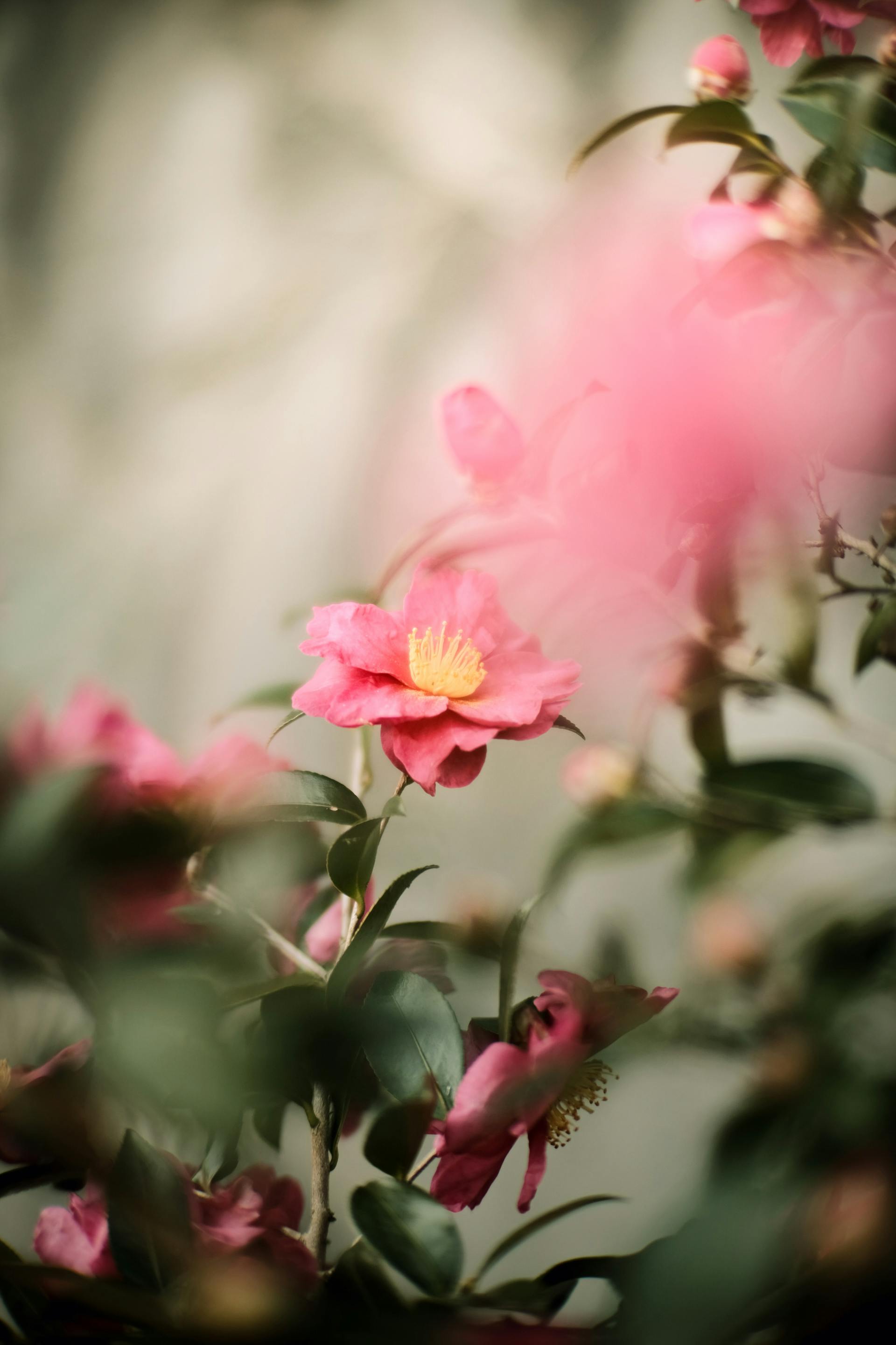 Hoa, flower, mờ, blur - Mak_ jp