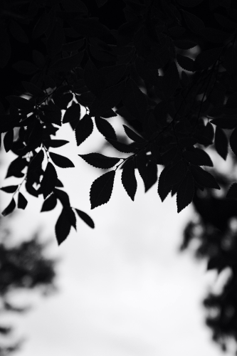 Lá, đen tối, trắng đen, leaves, dark, black and white - Mak_ jp
