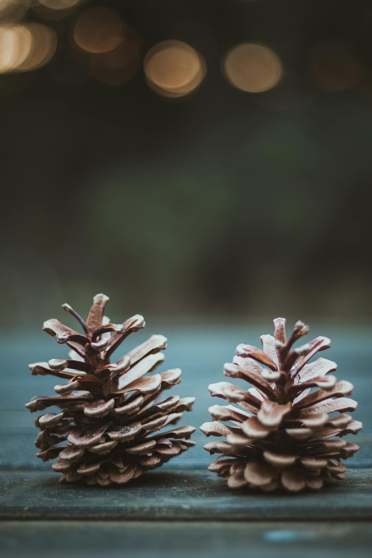 Giáng sinh, trái thông, thông khô, trang trí, christmas, pine cones, dried pine, decoration -Maximilian Orlowsky