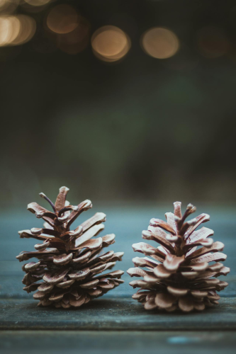 Giáng sinh, trái thông, thông khô, trang trí, christmas, pine cones, dried pine, decoration -Maximilian Orlowsky