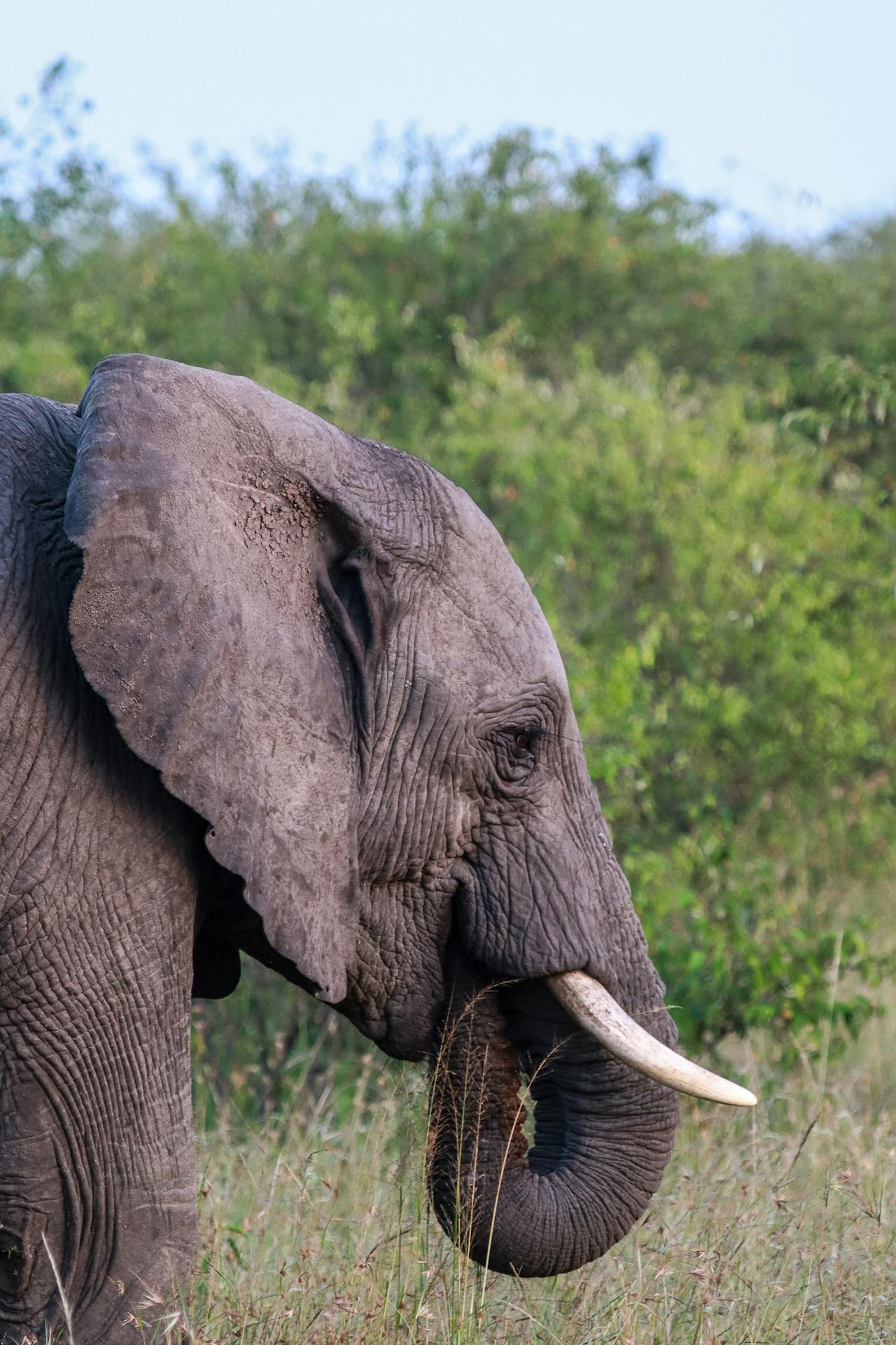 Con voi, ngà voi, hoang dã, động vật, rừng, elephant, ivory, wild, animal, forest - Mr Sketch 4