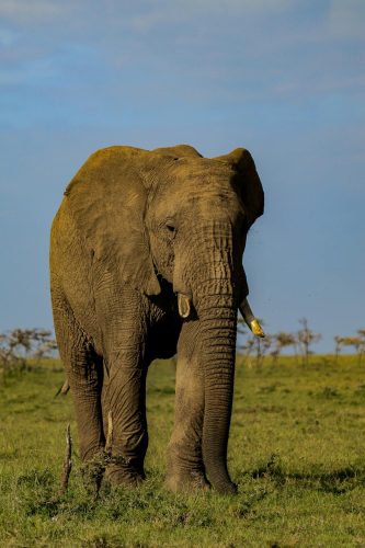 Con voi, ngà voi, hoang dã, động vật, rừng, elephant, ivory, wild, animal, forest - Mr Sketch