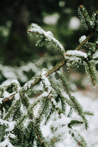 Giáng sinh, cây thông, tuyết, lạnh giá, màu đông, pine trees, snow, cold, winter - Ahmed