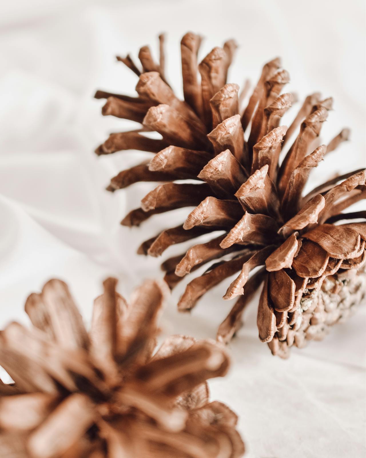 Giáng sinh, trái thông, thông khô, trang trí, christmas, pine cones, dried pine, decoration - Qwirki & Co. 1
