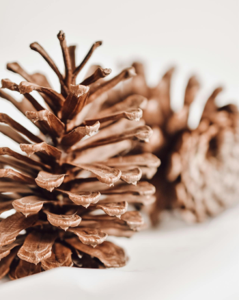 Giáng sinh, trái thông, thông khô, trang trí, christmas, pine cones, dried pine, decoration - Qwirki & Co.