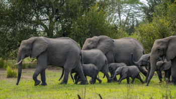 Con voi, đàn voi, hoang dã, động vật, rừng, elephant, herd of elephants, wild, animal, forest - Tomasz Dworczyk - Podróż za Milion Zdjęć