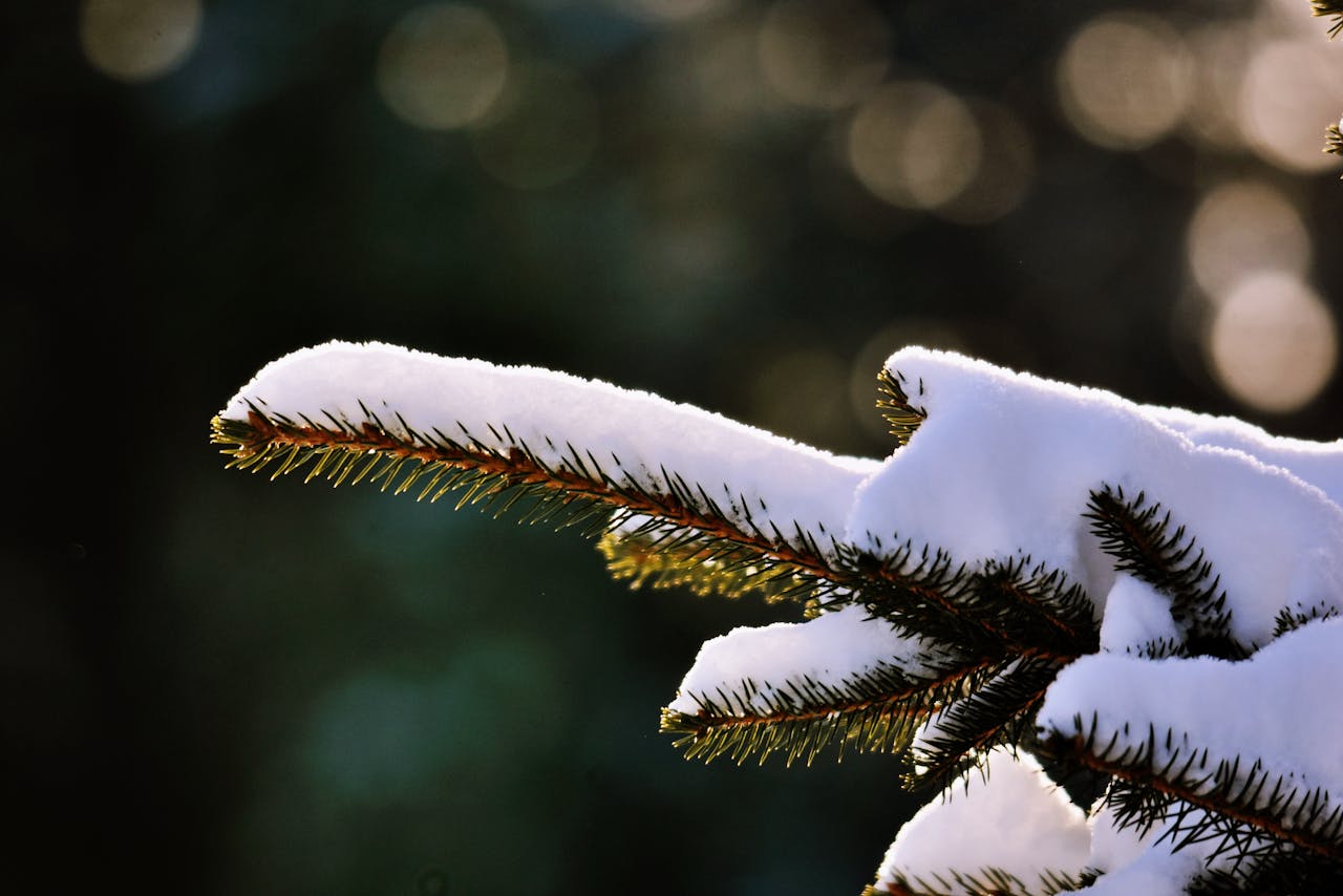 Giáng sinh, cây thông, tuyết, lạnh giá, màu đông, pine trees, snow, cold, winter - Daria Drewnowska