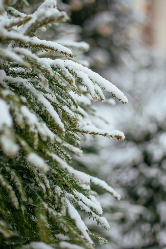 Giáng sinh, cây thông, tuyết, lạnh giá, màu đông, pine trees, snow, cold, winter - Valeria Boltneva