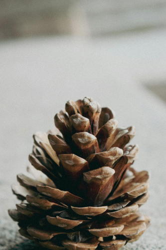 Giáng sinh, trái thông, thông khô, trang trí, christmas, pine cones, dried pine, decoration - Zeynep Kübra Güneş