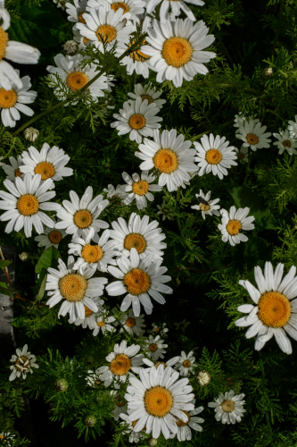 Hoa cúc, daisy, hoa, màu trắng, chrysanthemum, white- Svitlana Shakalova