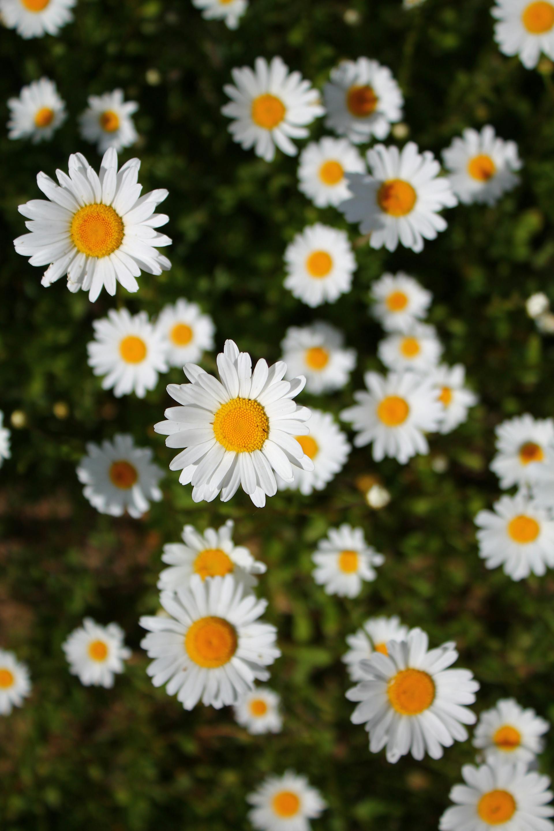 Hoa cúc, daisy, hoa, màu trắng, chrysanthemum, white- Виктория Макаревич