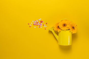 Bình hoa, bình tưới, hoa hướng dương, màu vàng, vase, watering can, sunflower, yellow