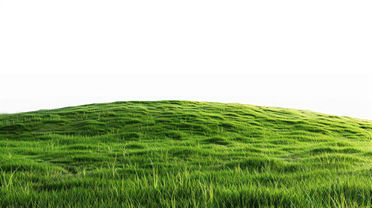 Grass, bụi cỏ, bãi cỏ, cỏ, lá cây, thiên nhiên, grass background, background 1