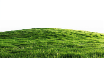Grass, bụi cỏ, bãi cỏ, cỏ, lá cây, thiên nhiên, grass background, background 1