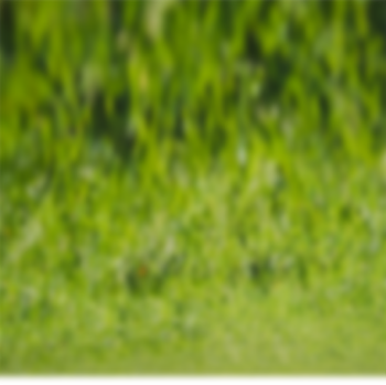 Sân cỏ, sân bóng, football, soccer, thể thao, sport, grass
