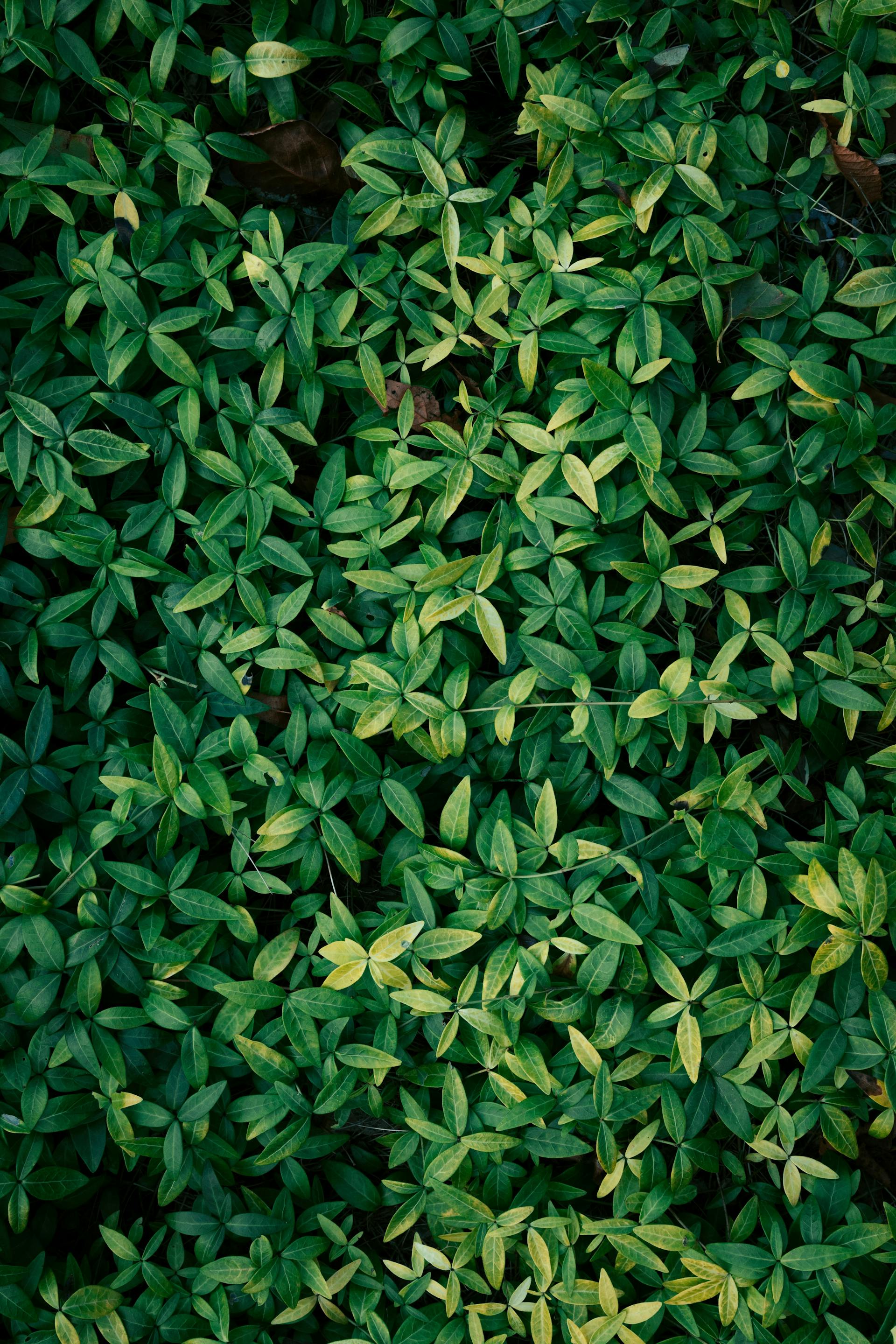 Cỏ, bãi cỏ, cây xanh, grass, thiên nhiên, natural - Nikita Pishchugin