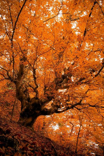 Mùa thu, autumn, lá vàng, lá thông, pine, thiên nhiên, natural - Nikola Kojević