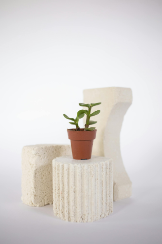 Chậu cây, xương rồng, sen đá, tĩnh vật, trang trí, potted plants, cacti, stone lotus, still life, decorations - KATRIN BOLOVTSOVA