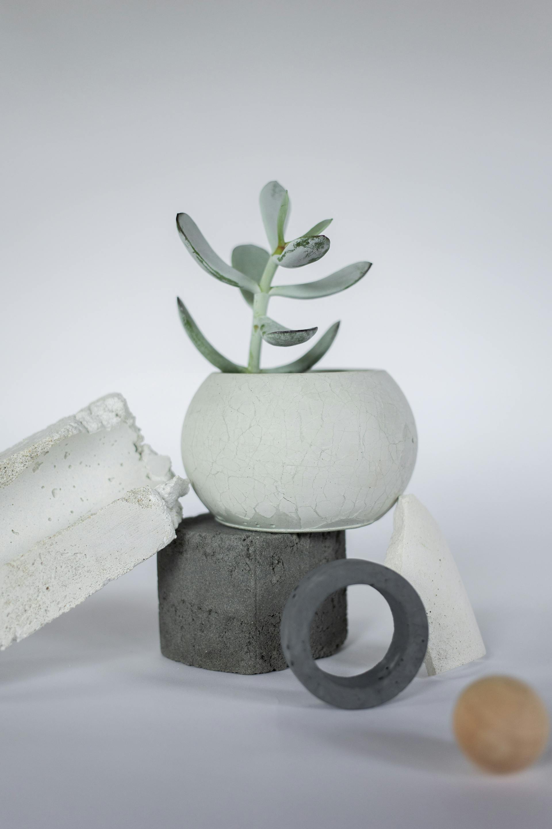 Chậu cây, xương rồng, sen đá, tĩnh vật, trang trí, potted plants, cacti, stone lotus, still life, decorations - KATRIN BOLOVTSOVA