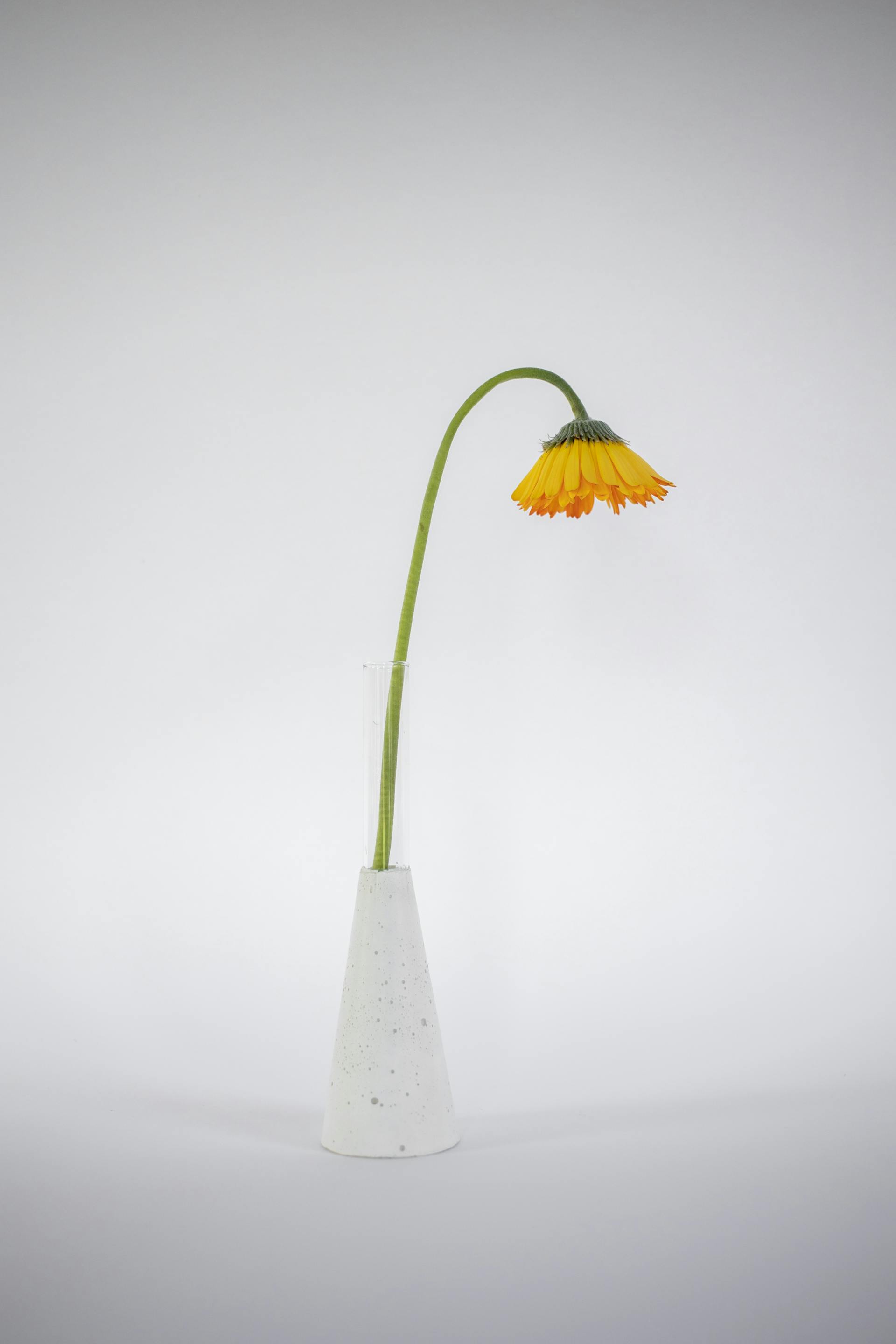 Chậu cây, hoa, tĩnh vật, trang trí, potted plants, flower, still life, decorations - KATRIN BOLOVTSOVA