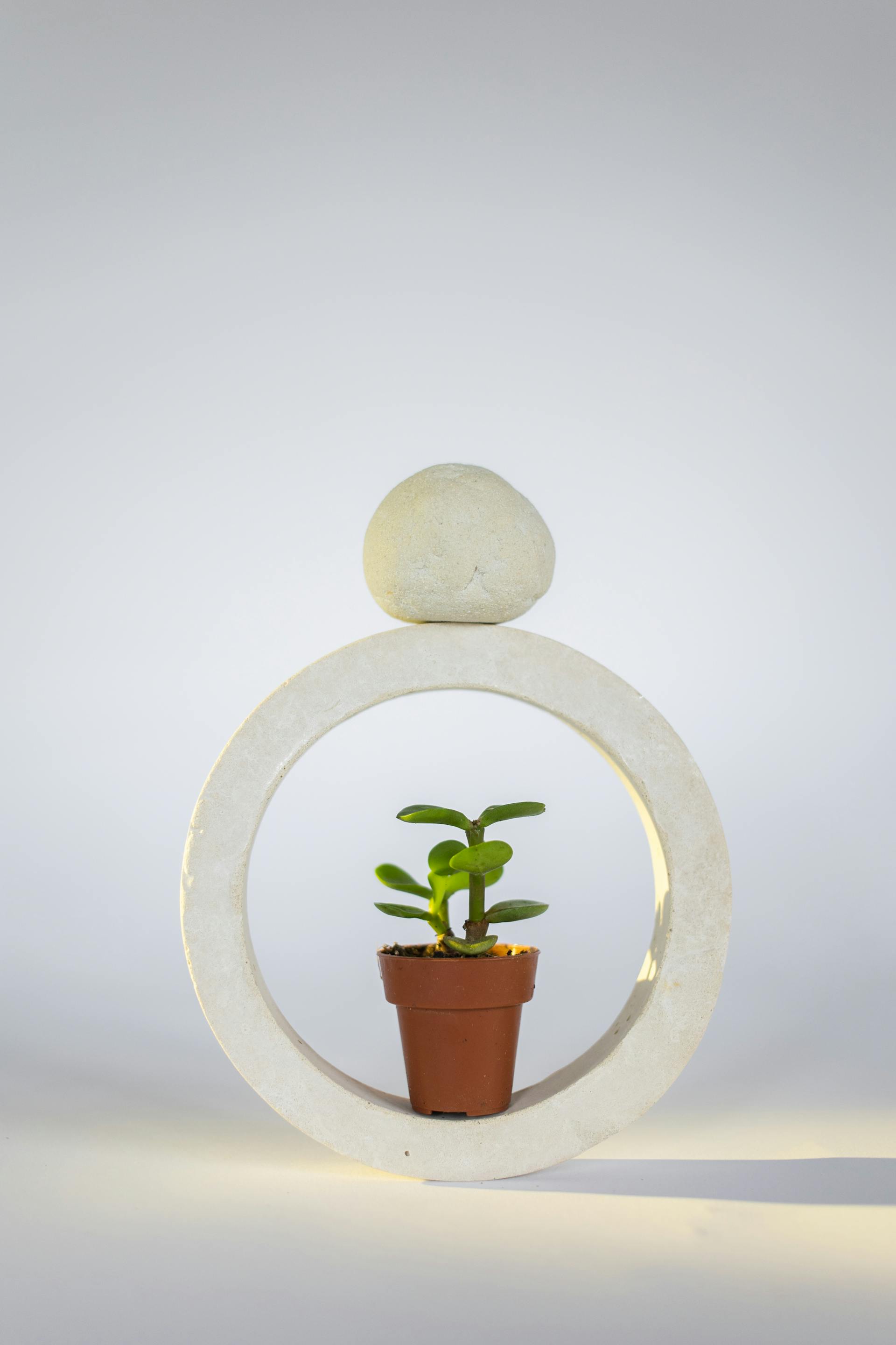 Chậu cây, xương rồng, sen đá, tĩnh vật, trang trí, potted plants, cacti, stone lotus, still life, decorations - KATRIN BOLOVTSOVA