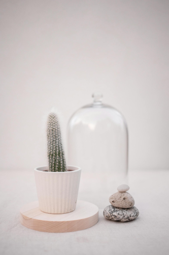 Chậu cây, xương rồng, sen đá, tĩnh vật, trang trí, potted plants, cacti, stone lotus, still life, decorations - KATRIN BOLOVTSOVA