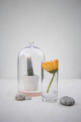 Chậu cây, xương rồng, sen đá, tĩnh vật, trang trí, potted plants, cacti, stone lotus, still life, decorations - KATRIN BOLOVTSOVA