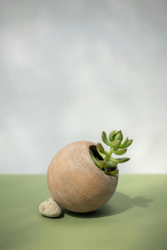 Chậu cây, xương rồng, sen đá, tĩnh vật, trang trí, potted plants, cacti, stone lotus, still life, decorations - KATRIN BOLOVTSOVA