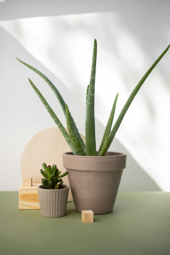 Chậu cây, xương rồng, sen đá, tĩnh vật, trang trí, potted plants, cacti, stone lotus, still life, decorations - KATRIN BOLOVTSOVA