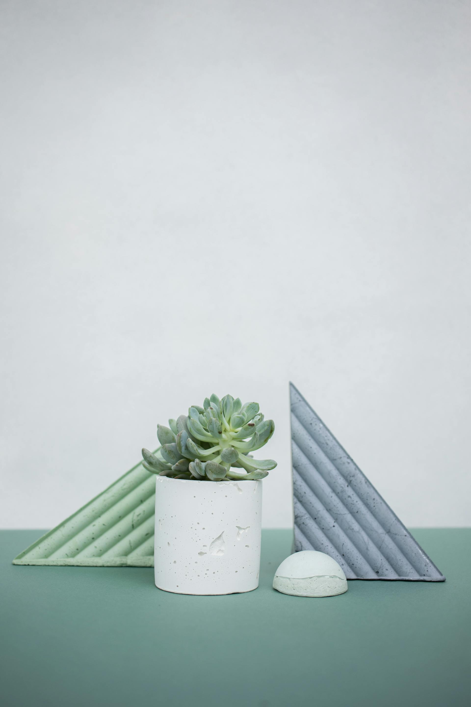 Chậu cây, xương rồng, sen đá, tĩnh vật, trang trí, potted plants, cacti, stone lotus, still life, decorations - KATRIN BOLOVTSOVA