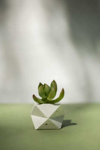 Chậu cây, xương rồng, sen đá, tĩnh vật, trang trí, potted plants, cacti, stone lotus, still life, decorations - KATRIN BOLOVTSOVA