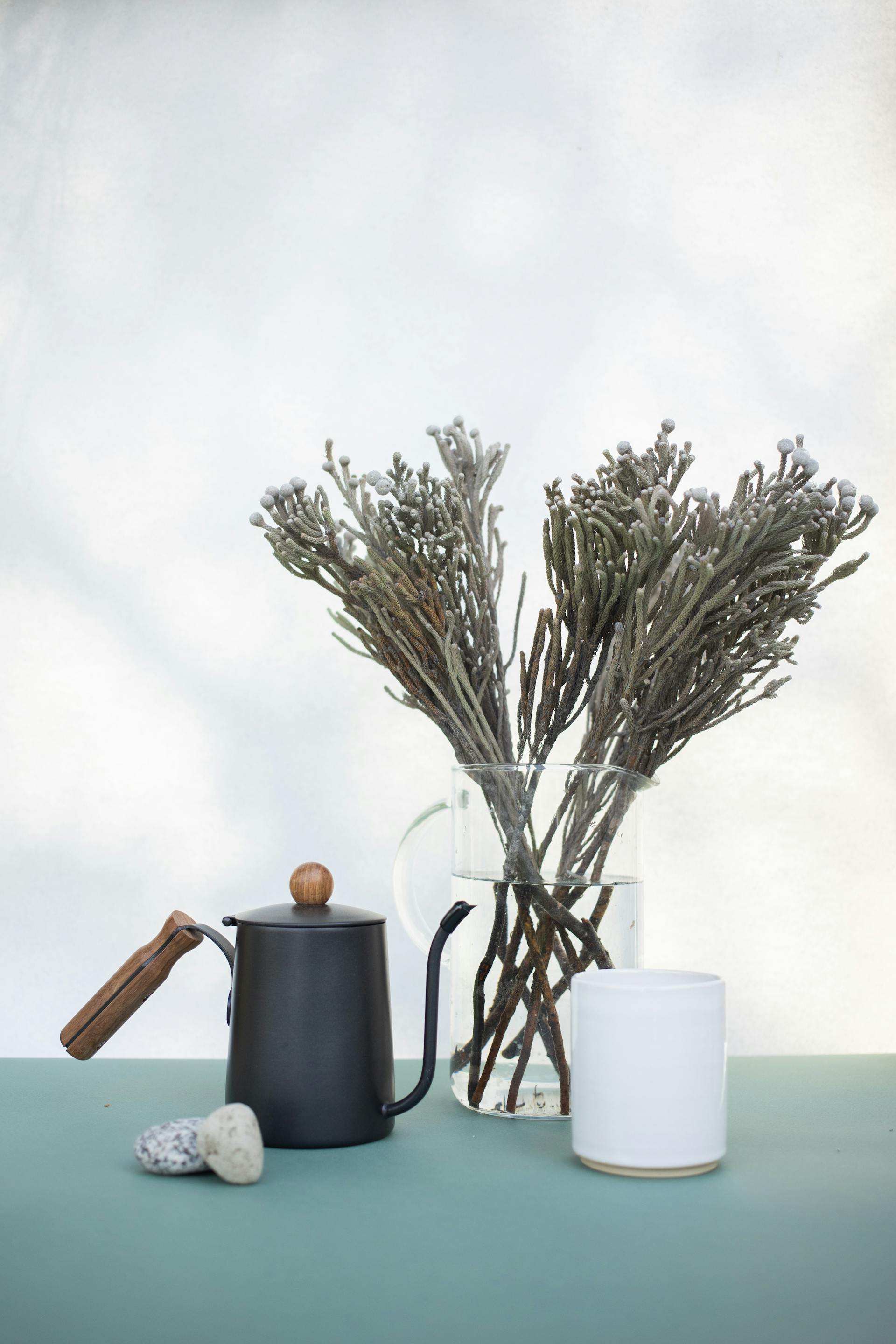 Chậu cây, xương rồng, sen đá, tĩnh vật, trang trí, potted plants, cacti, stone lotus, still life, decorations - KATRIN BOLOVTSOVA