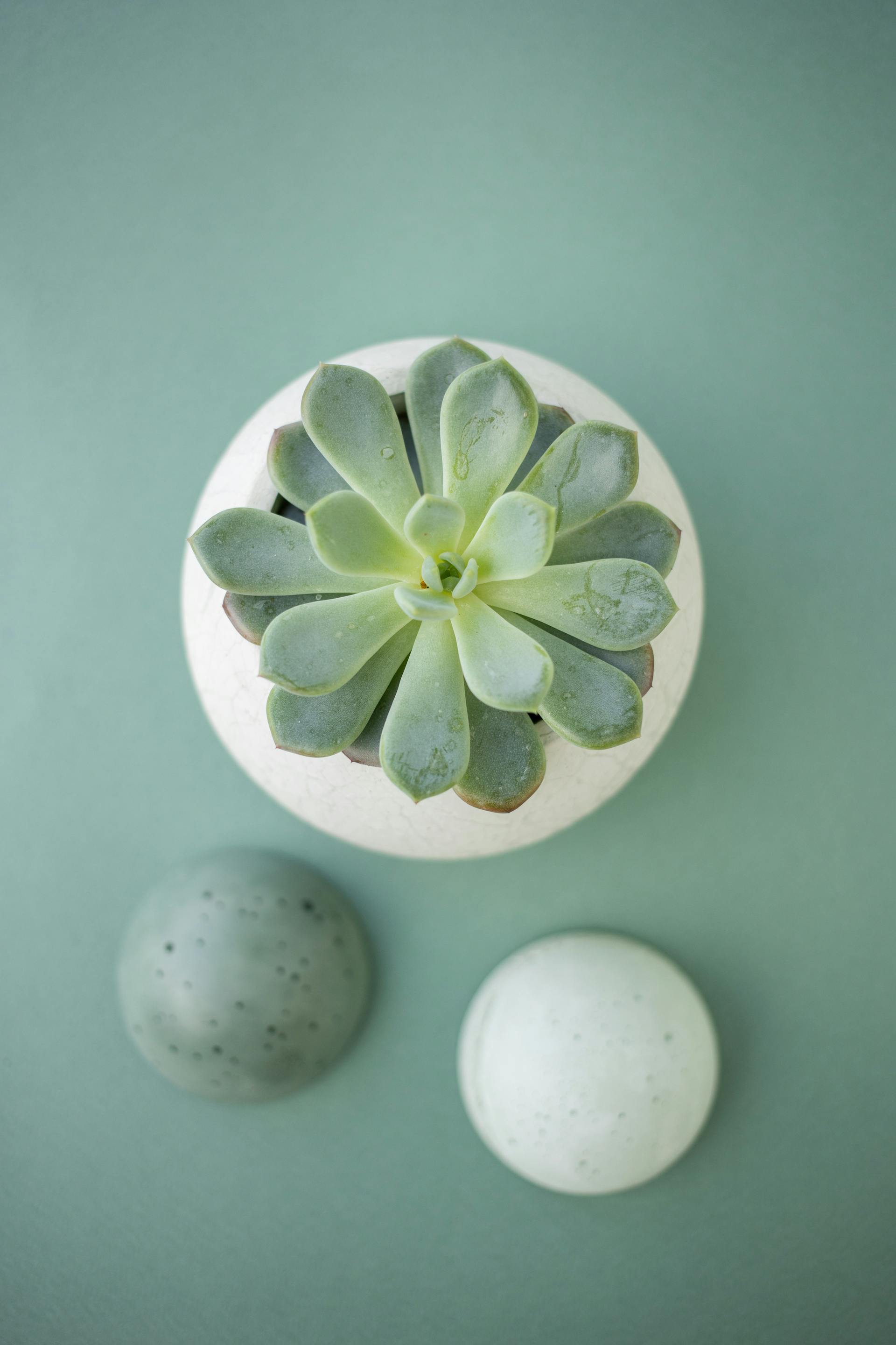 Chậu cây, xương rồng, sen đá, tĩnh vật, trang trí, potted plants, cacti, stone lotus, still life, decorations - KATRIN BOLOVTSOVA
