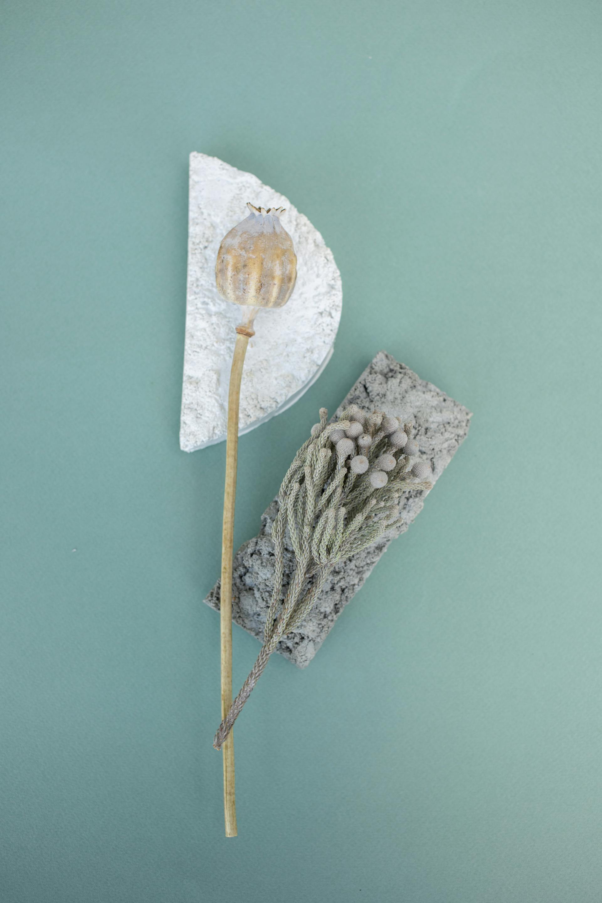 Chậu cây, xương rồng, sen đá, tĩnh vật, trang trí, potted plants, cacti, stone lotus, still life, decorations - KATRIN BOLOVTSOVA