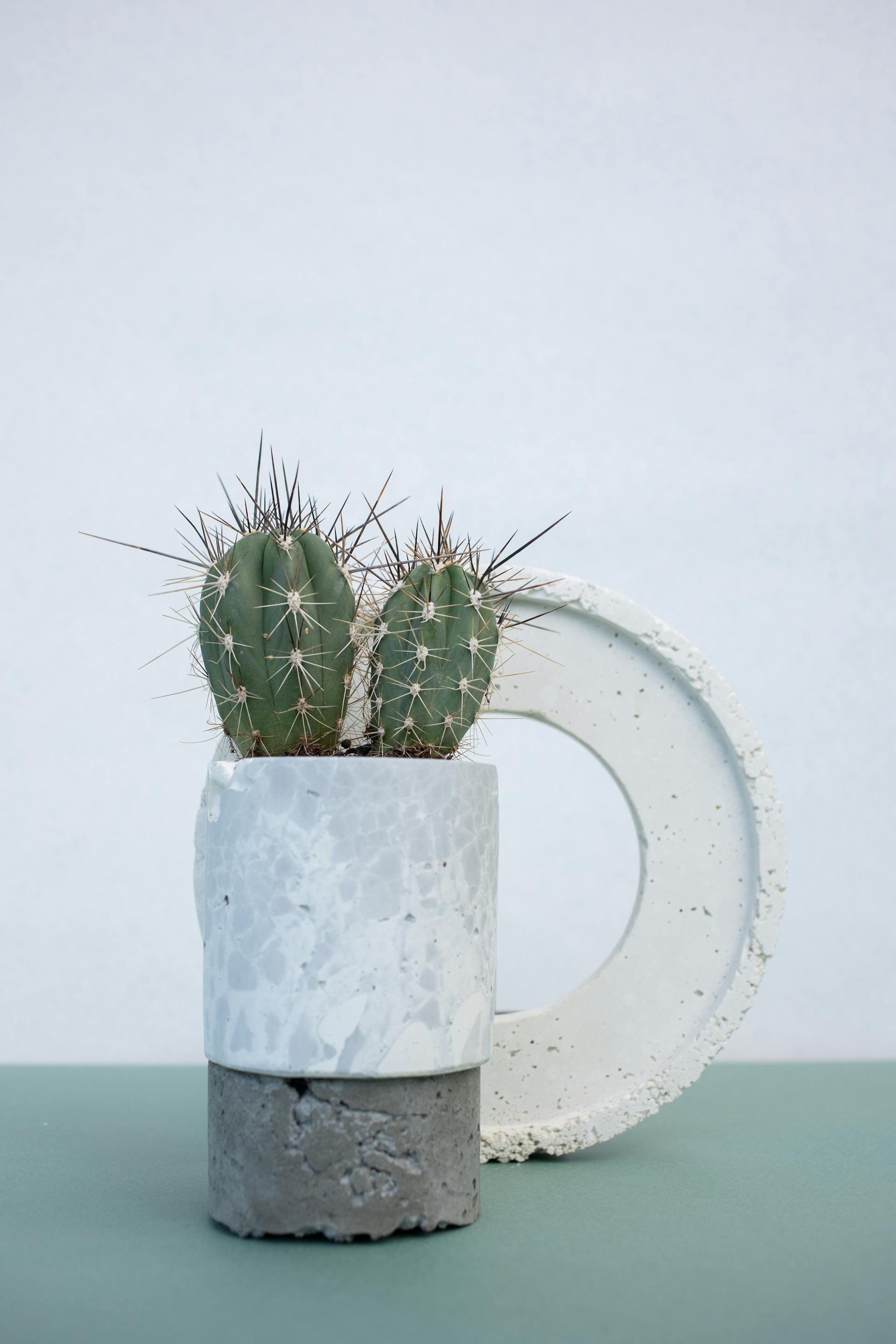 Chậu cây, xương rồng, sen đá, tĩnh vật, trang trí, potted plants, cacti, stone lotus, still life, decorations - KATRIN BOLOVTSOVA