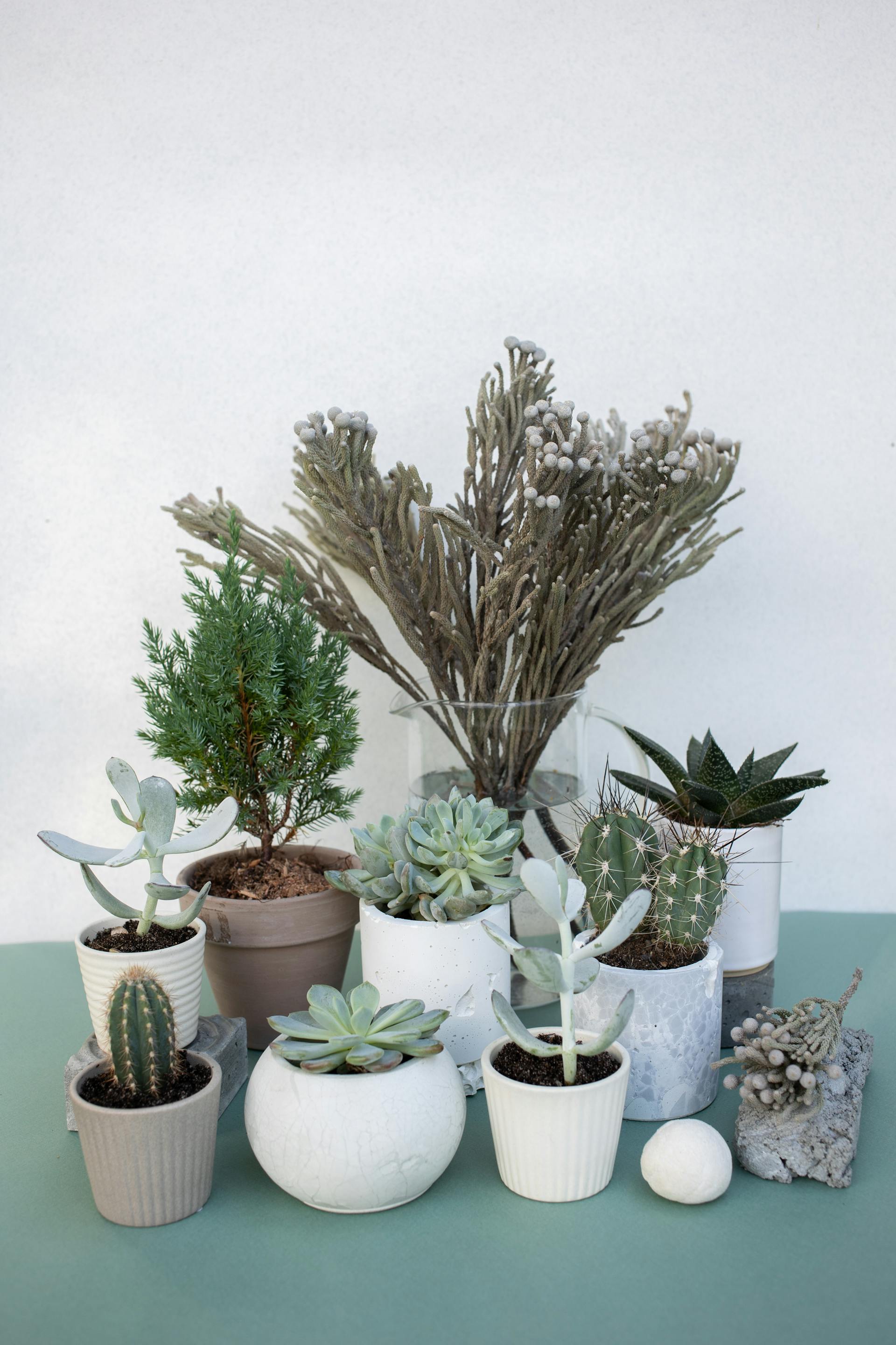 Chậu cây, xương rồng, sen đá, tĩnh vật, trang trí, potted plants, cacti, stone lotus, still life, decorations - KATRIN BOLOVTSOVA